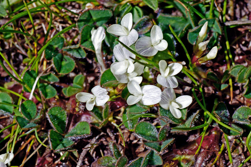 Trifolium subterraneum / Trifoglio sotterraneo